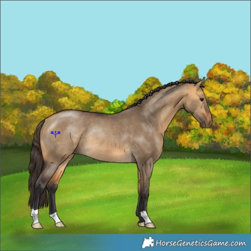 Horse Color:Buckskin Dun Rabicano 