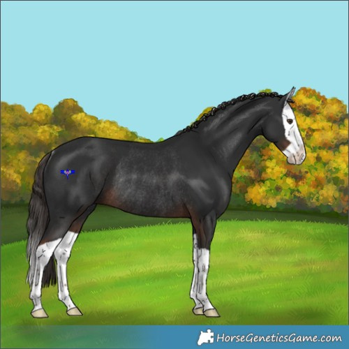Horse Color:Liver Chestnut Splash Rabicano 