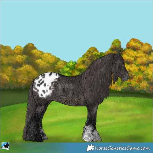 Horse Color:Grullo Ice Mushroom Sabino Appaloosa 