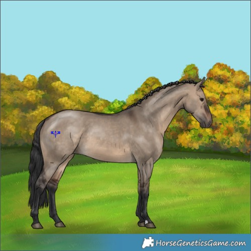 Horse Color:Brown Dun 