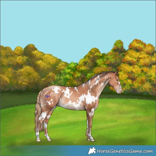 Horse Color:White Spotted Gold Champagne Rabicano 