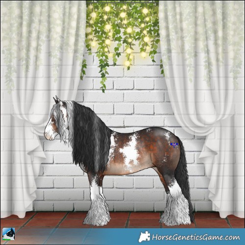 Horse Color:Brown Sabino Rabicano 