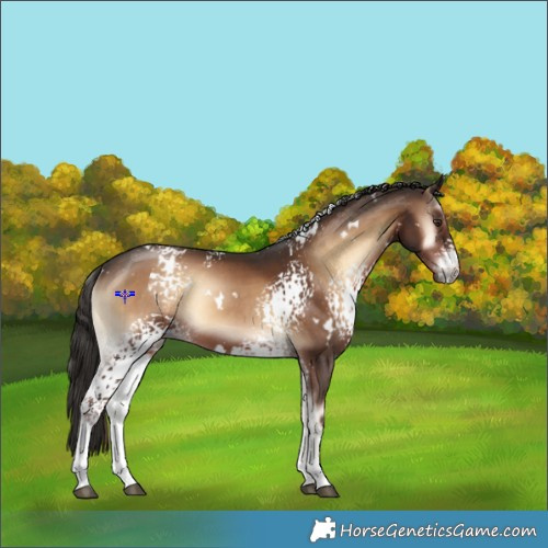 Horse Color:White Spotted Liver Red Onyx Rabicano 