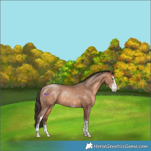 Horse Color:Sable Champagne Sabino Rabicano 