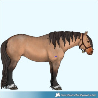 Horse Color:Bay Dun and Bay Dun