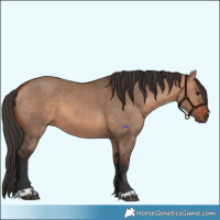 Horse Color:Bay Dun  and Bay Dun 