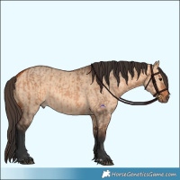 Horse Color:Bay Dun and Bay Dun