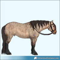 Horse Color:Bay Dun  and Bay Dun 