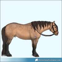Horse Color:Bay Dun and Bay Dun