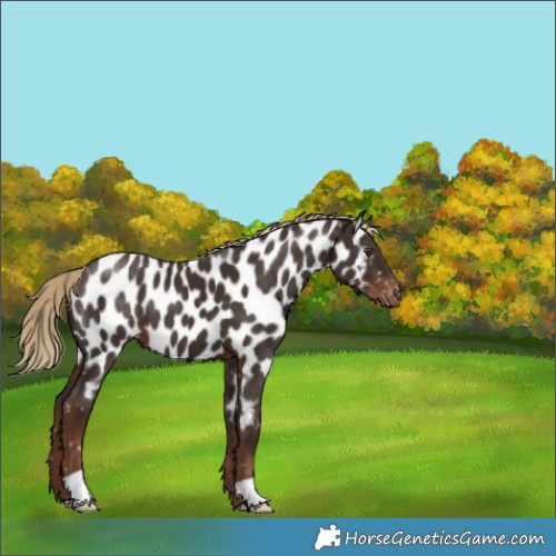 Horse Color:Liver Chestnut Near Leopard 