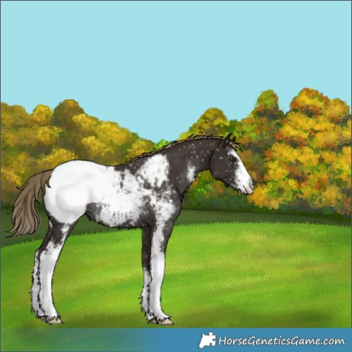 Horse Color:Liver Chestnut Sabino Snowcap Rabicano 
