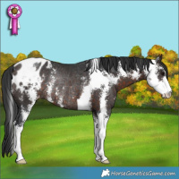 Horse Color:Brown Sabino Appaloosa Rabicano