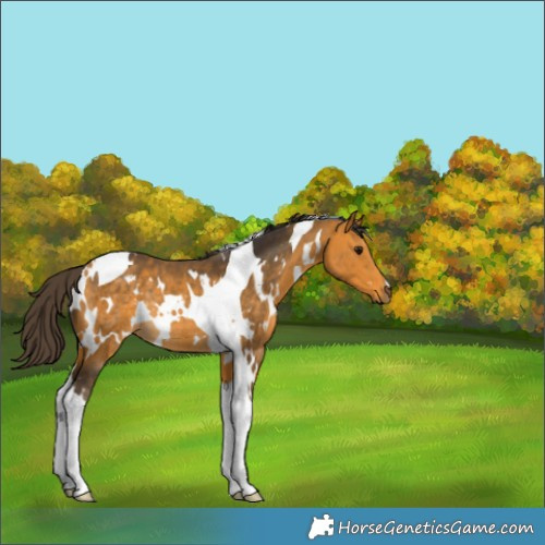 Horse Color:White Spotted Buckskin Tobiano Rabicano 
