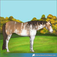 Horse Color:White Spotted Buckskin 