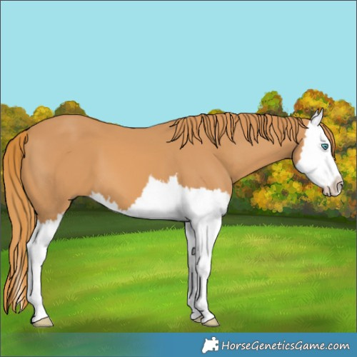 Horse Color:Chestnut Splash 