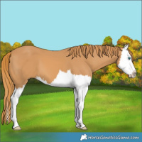 Horse Color:Chestnut Splash