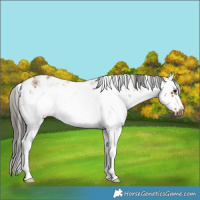 Horse Color:White Spotted Bay Sabino Frame 
