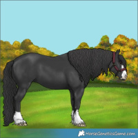Horse Color:Black 