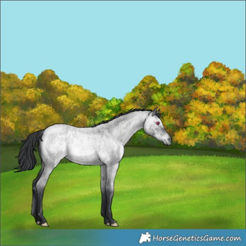 Horse Color:Brown Chinchilla Roan 