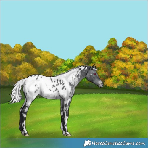 Horse Color:White Spotted Silver Brown Chinchilla Appaloosa