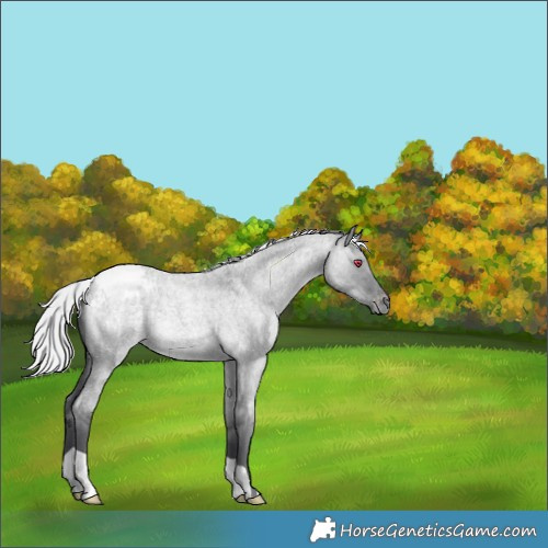 Horse Color:Silver Grullo Chinchilla Roan Appaloosa