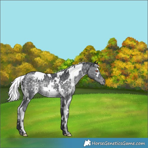 Horse Color:White Spotted Silver Black Chinchilla Appaloosa 