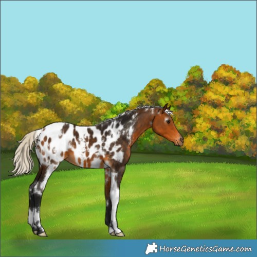 Horse Color:Gray White Spotted Silver Buckskin Appaloosa