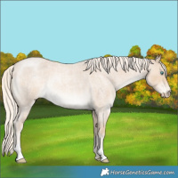 Horse Color:Cremello Roan Rabicano 