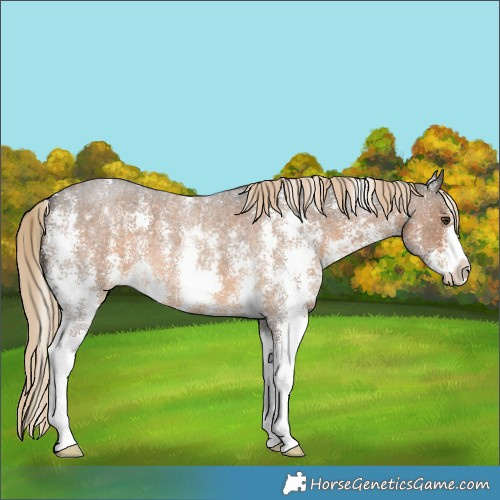 Horse Color:Chocolate Palomino Roan Sabino 