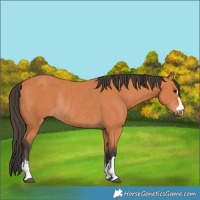 Horse Color:Bay Rabicano 