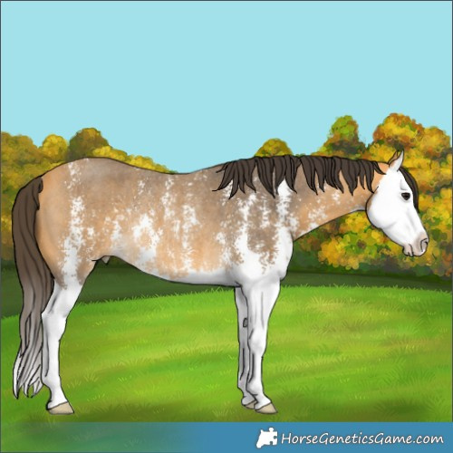 Horse Color:Buckskin Sabino Splash Rabicano 