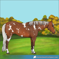 Horse Color:White Spotted Silver Bay 