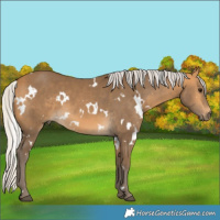 Horse Color:White Spotted Silver Buckskin 