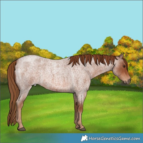 Horse Color:Red Roan Rabicano 