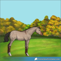 Horse Color:Liver Red Dun Rabicano 