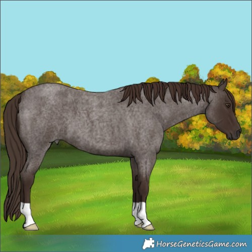 Horse Color:Liver Red Roan 