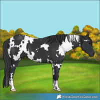 Horse Color:White Spotted Black