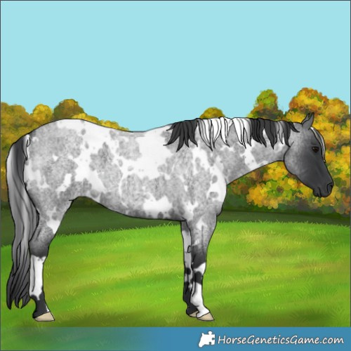 Horse Color:White Spotted Blue Roan 