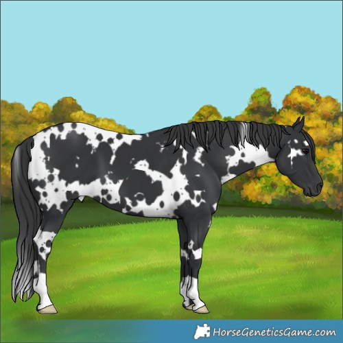 Horse Color:White Spotted Black 