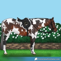 Horse Color:White Spotted Brown 