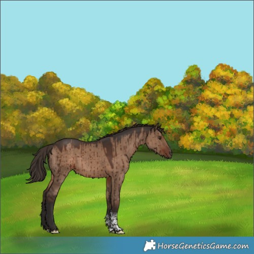 Horse Color:Liver Red Dun Tobiano Rabicano Brindle 