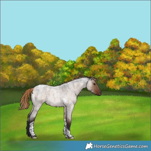 Horse Color:Liver Red Dun Roan Tobiano Rabicano 