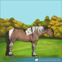 Horse Color:Liver Red Dun Tobiano Rabicano