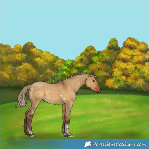 Horse Color:Chocolate Palomino Dun Tobiano Rabicano Brindle 