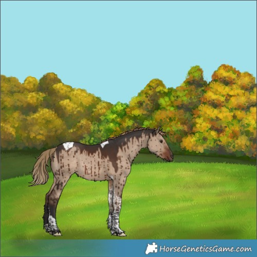 Horse Color:Liver Red Dun Tobiano Rabicano Brindle 