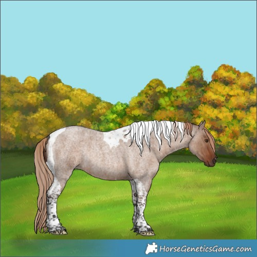 Horse Color:Liver Red Dun Roan Tobiano Rabicano Brindle 