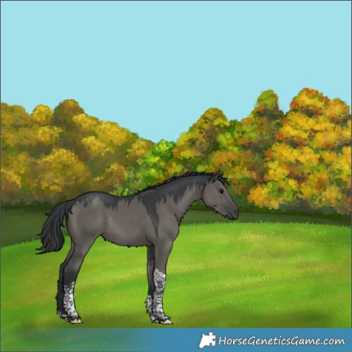 Horse Color:Grullo Tobiano Rabicano 