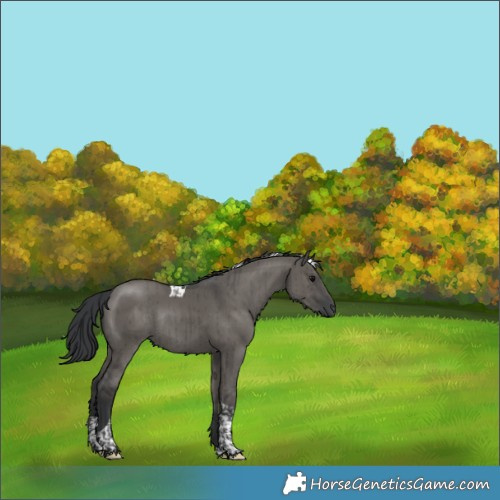 Horse Color:Grullo Tobiano Rabicano Brindle 