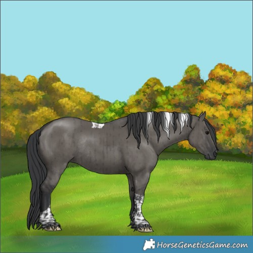 Horse Color:Grullo Tobiano Rabicano Brindle 