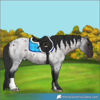 Horse Color:Brown Roan Rabicano